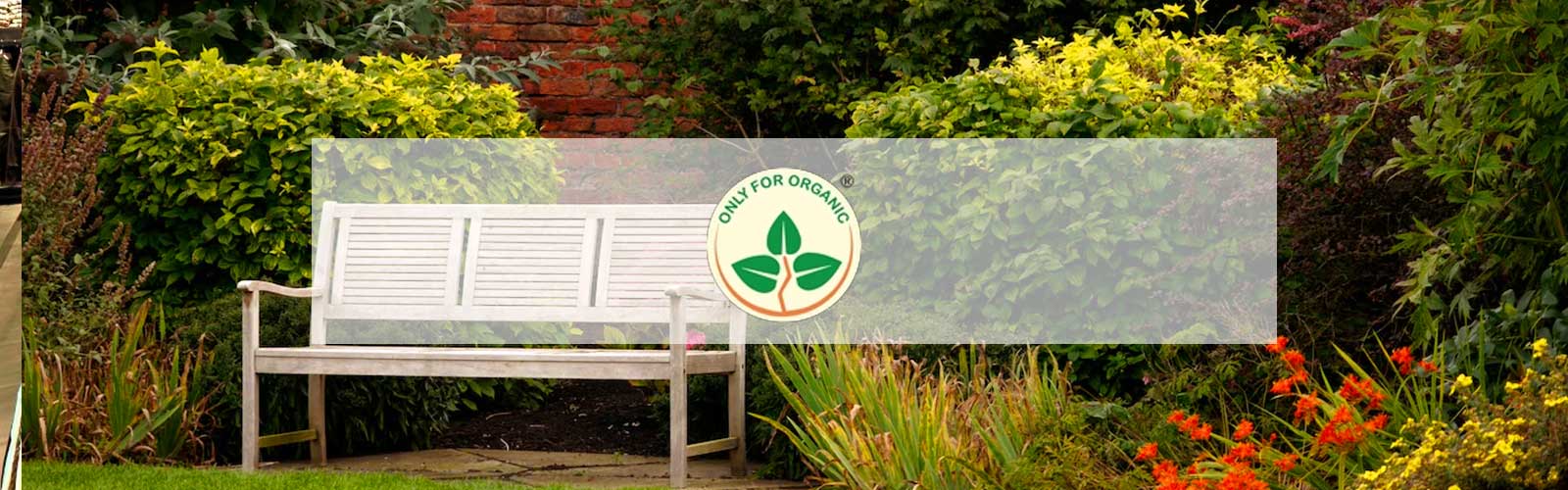 Only For Organic Case Study | Ariya InfoTech