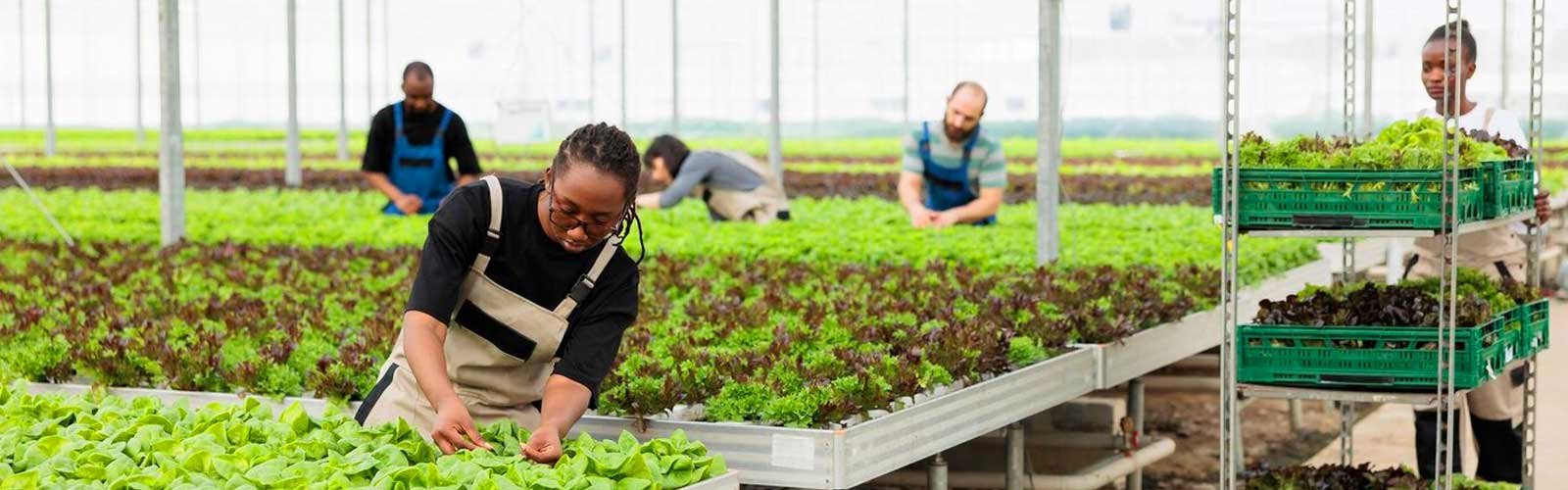 Only For Organic Case Study | Ariya InfoTech