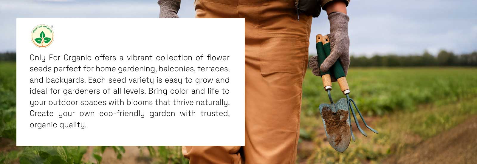 Only For Organic Case Study | Ariya InfoTech
